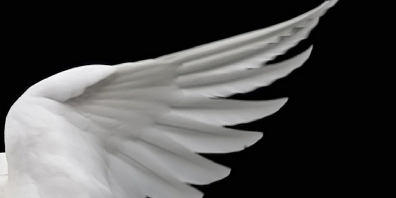 White wings.