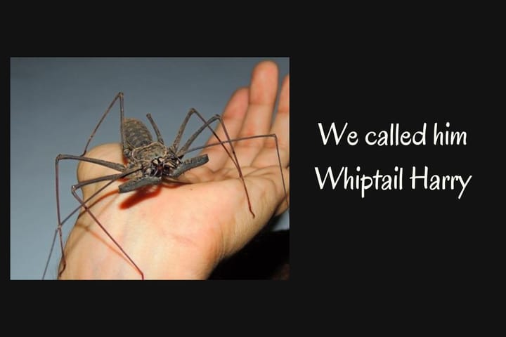 What is a tailless whip scorpion?