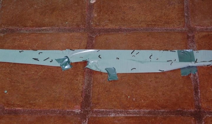 What can you do about the bugs in Costa Rica?